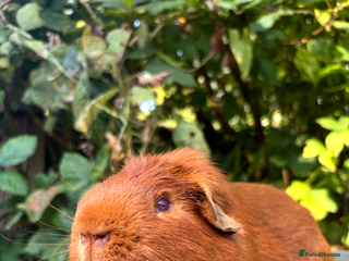 Guinea Pig rodents - Advert 37
