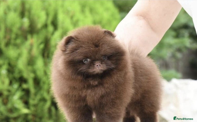 Pomeranian dogs - Advert 1