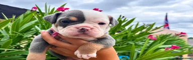 English Bulldog 1