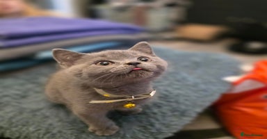 British Shorthair cats - Advert 11