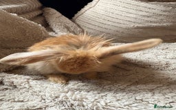 Mini Lop rabbits for sale: Mini Lop/Lion Lop babies - Image 16