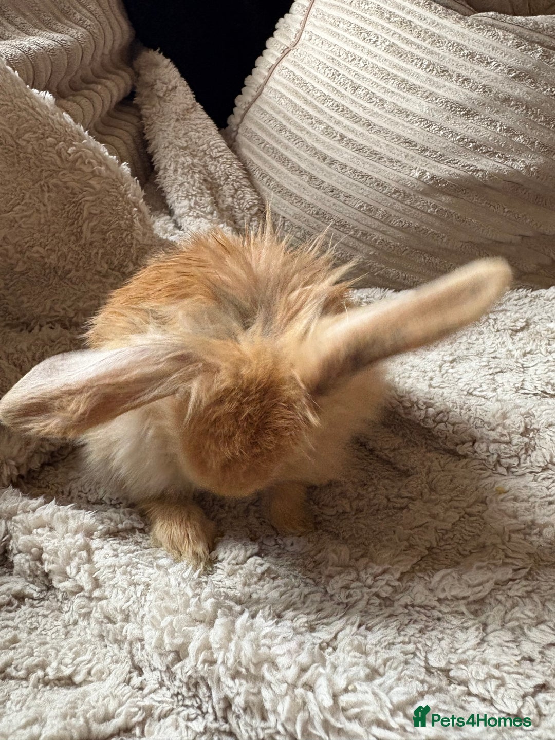 Mini Lop rabbits for sale: Mini Lop/Lion Lop babies - Image 16