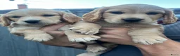 Cocker Spaniel dogs for sale: Working cocker spaniel puppies  - Advert 2