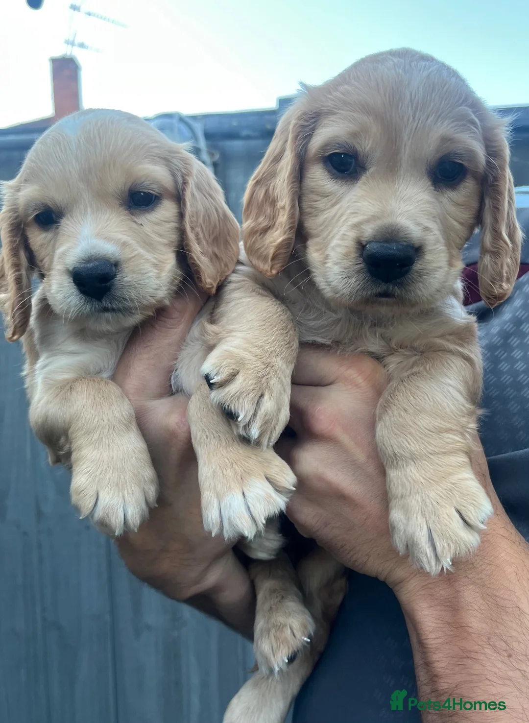Cocker Spaniel dogs for sale: Working cocker spaniel puppies  - Advert 2
