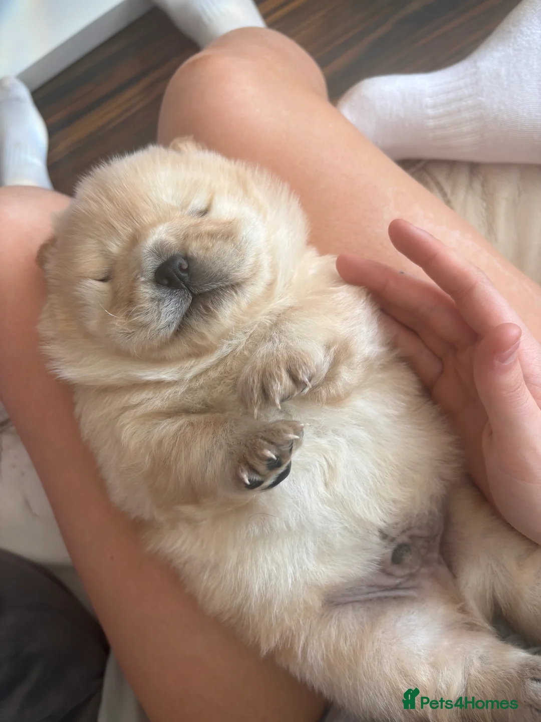 Chow Chow dogs for sale: Stunning Chocolate & Platinum pups - Advert 31