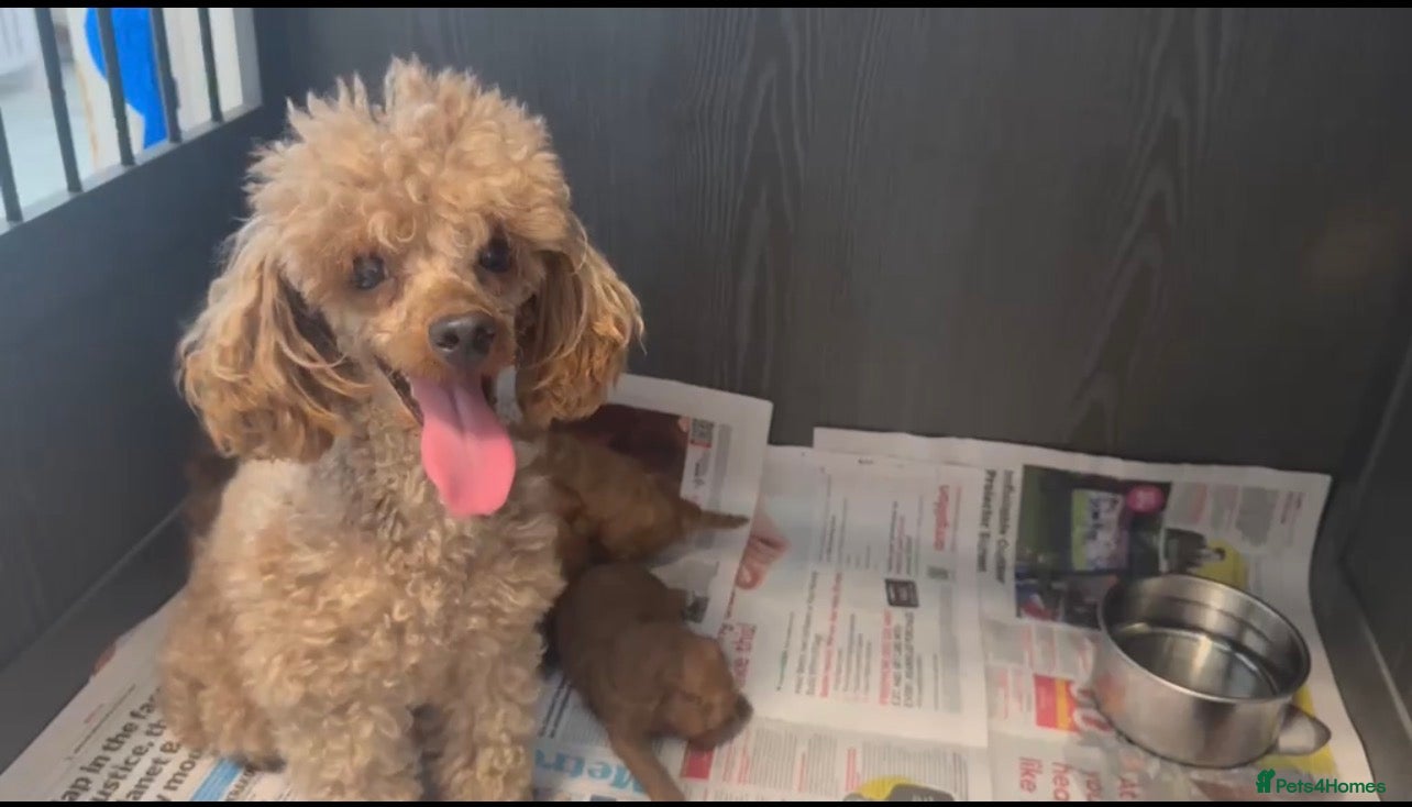 Toy Poodle dogs Red toy poodle 1 boy one girl puppies  - Advert 1
