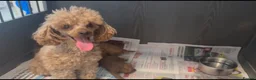 Toy Poodle dogs for sale: Red toy poodle 1 boy one girl puppies  - Advert 1