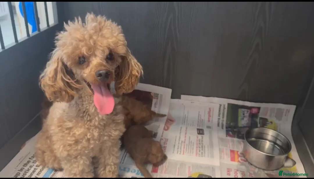 Toy Poodle dogs for sale: Red toy poodle 1 boy one girl puppies  - Advert 1