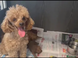 Toy Poodle dogs Red toy poodle 1 boy one girl puppies - Advert 1