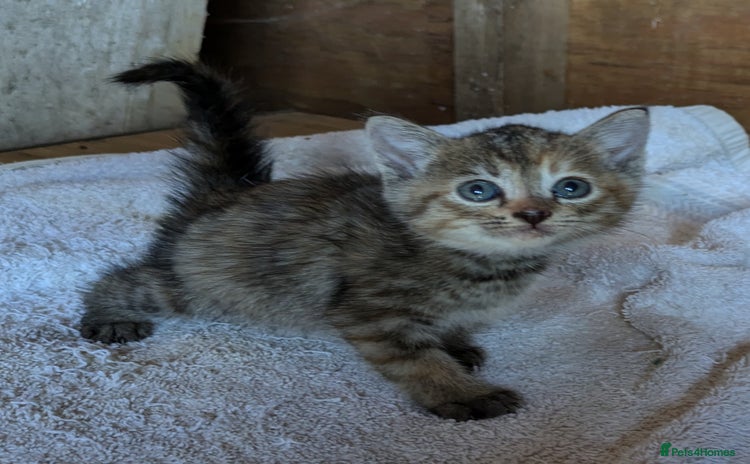 Mixed Breed cats - Advert 3
