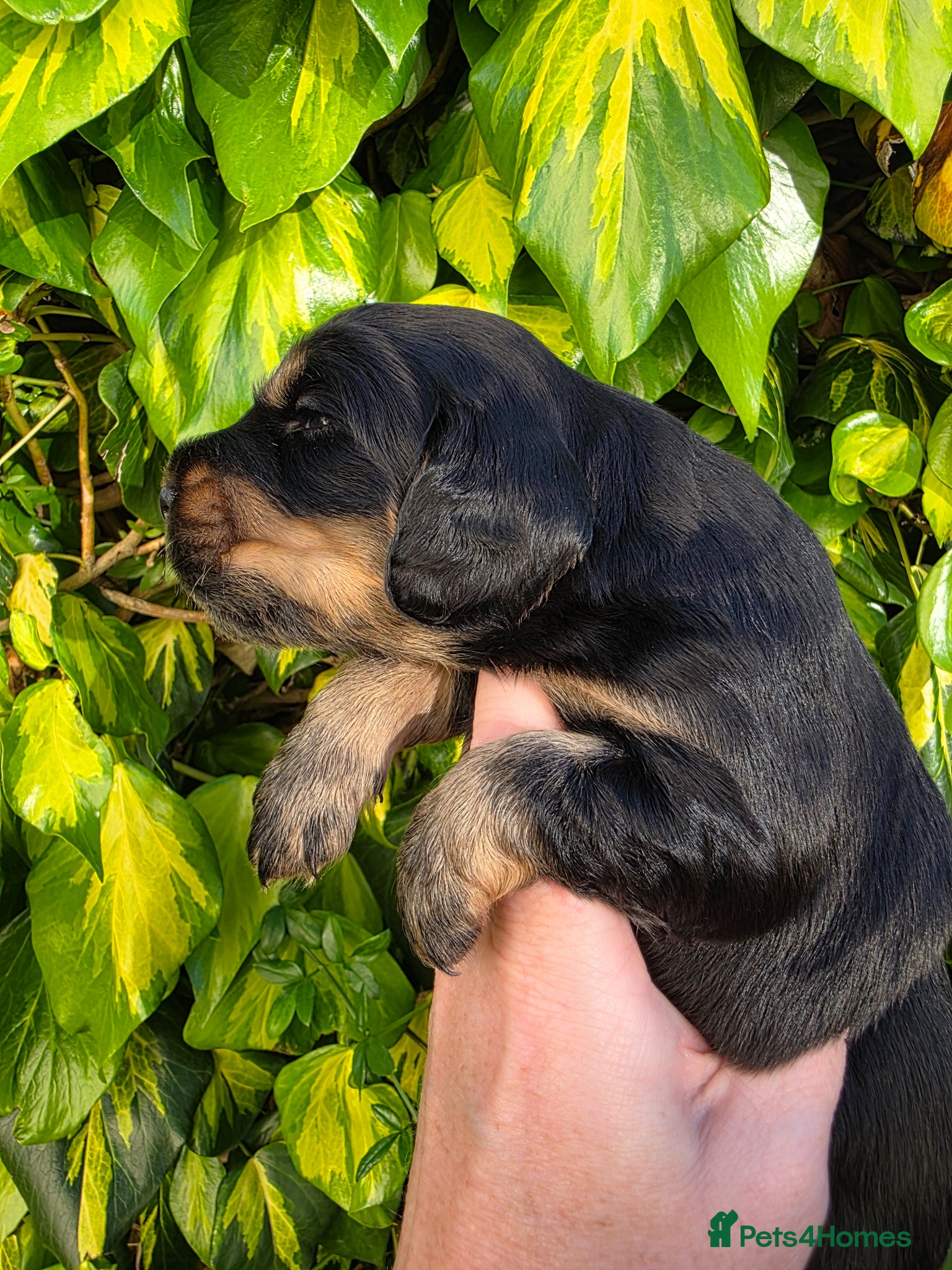 Cocker Spaniel dogs for sale: Black and chocolate tan point cockers  - Advert 15