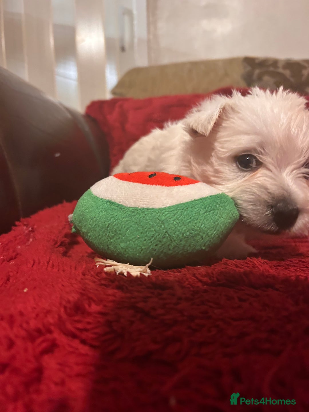 West Highland Terrier dogs for sale: West highland puppies - Advert 10