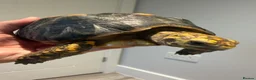 Tortoise reptiles for sale: Yellow Foot Tortoise between 6 and 7 years old in Cranleigh - Advert 5