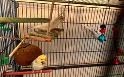 Budgerigars birds for sale: Budgies and cage - Image 1