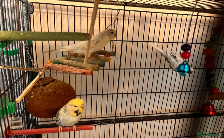 Budgerigars birds - Advert 5