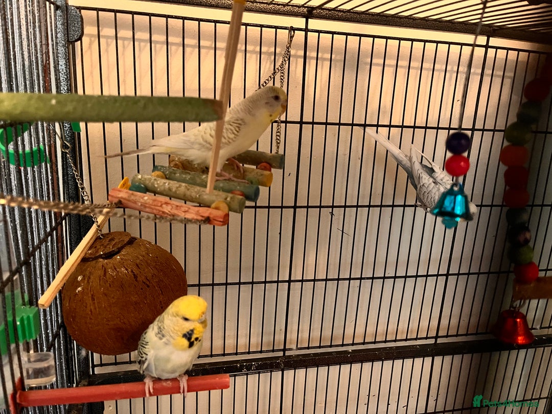 Budgerigars birds for sale: Budgies and cage - Image 1