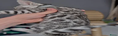 Bengal Kitten 1