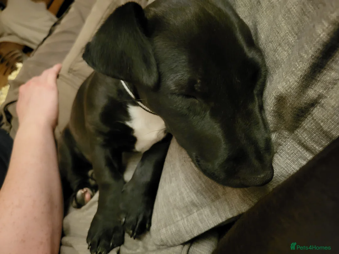 Mixed Breed dogs for sale: Ollie - Advert 16