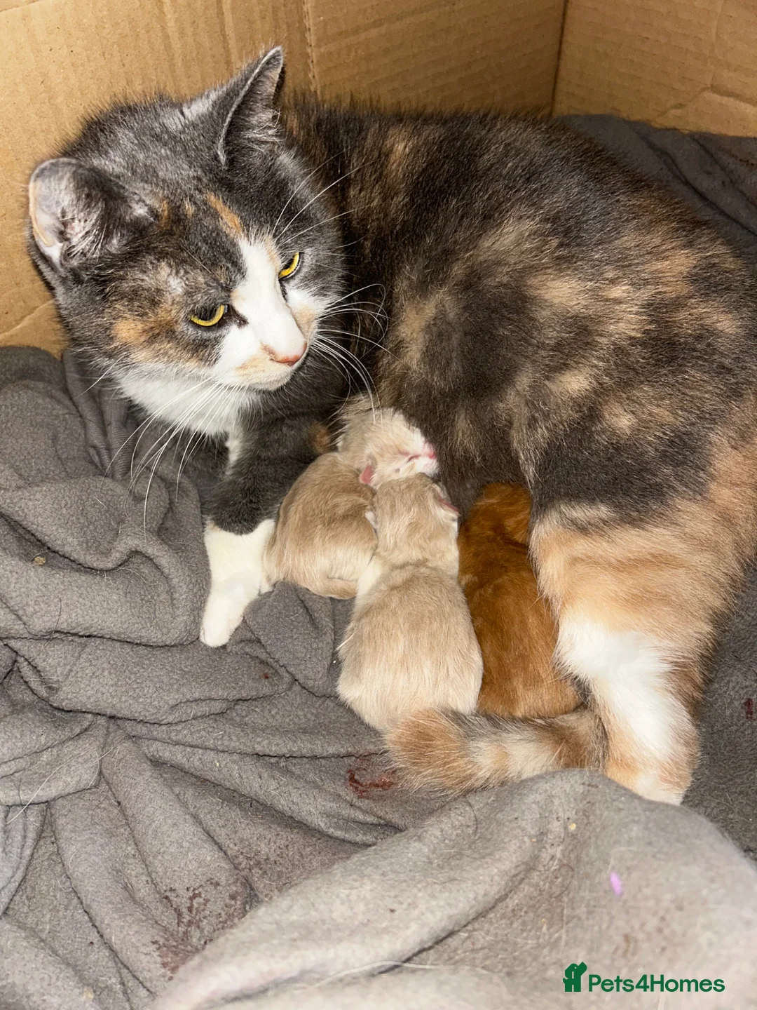 Mixed Breed cats for sale: Persian X Kittens Ready to Leave Now :) - Advert 2