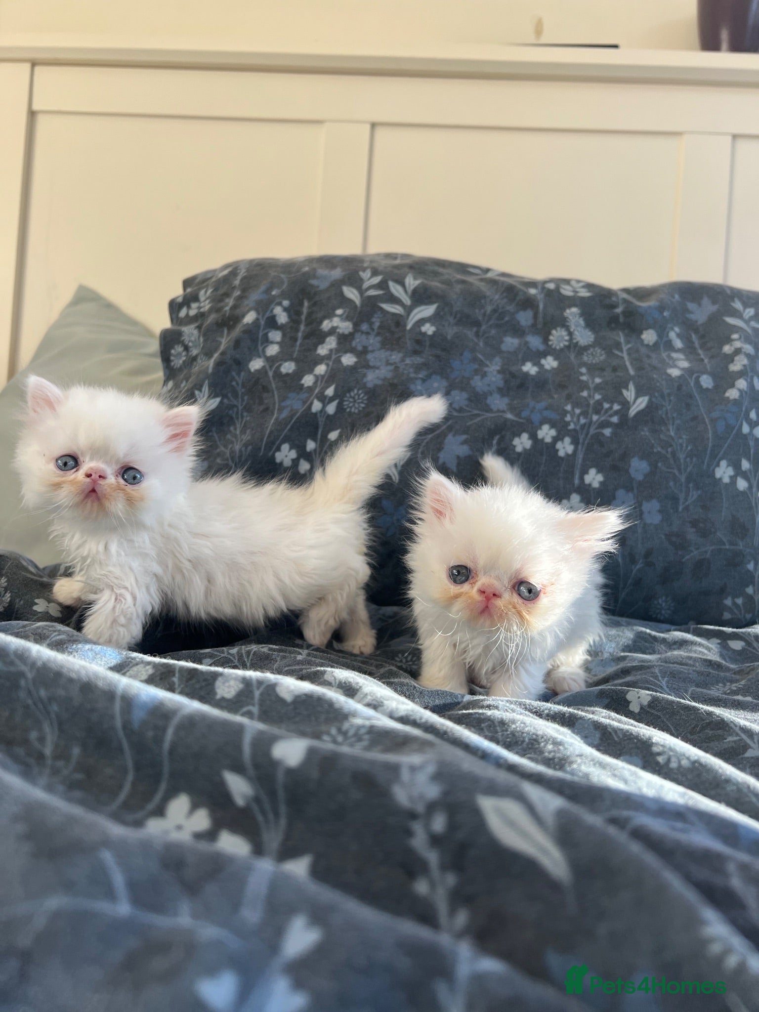 Persian cats GCCF Registered Persian Kittens - Advert 5