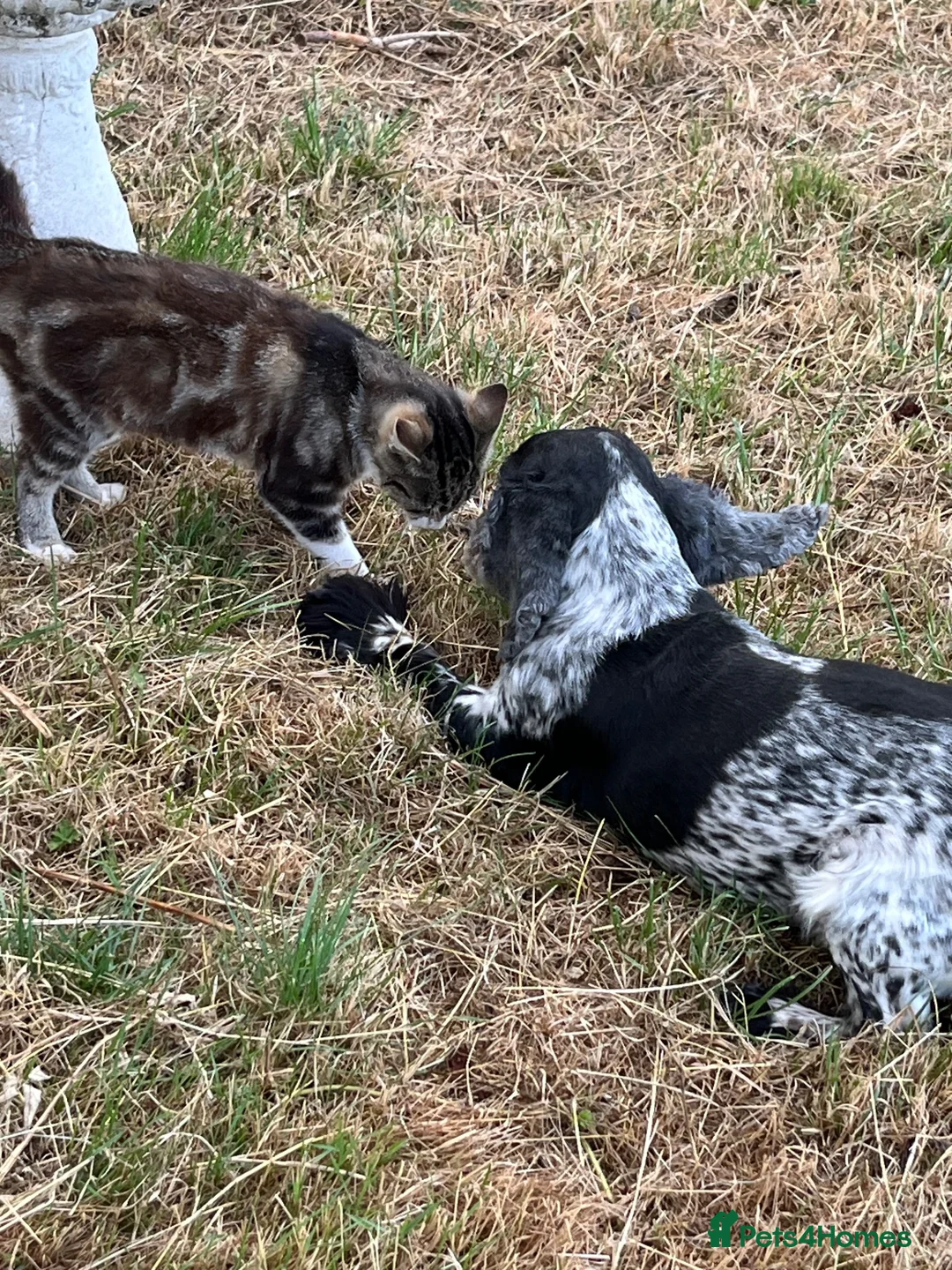 Cocker Spaniel dogs for sale: Cocker spaniel looking for new pillow - Advert 2
