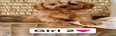 Cavapoo 4