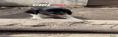 Sprocker 5