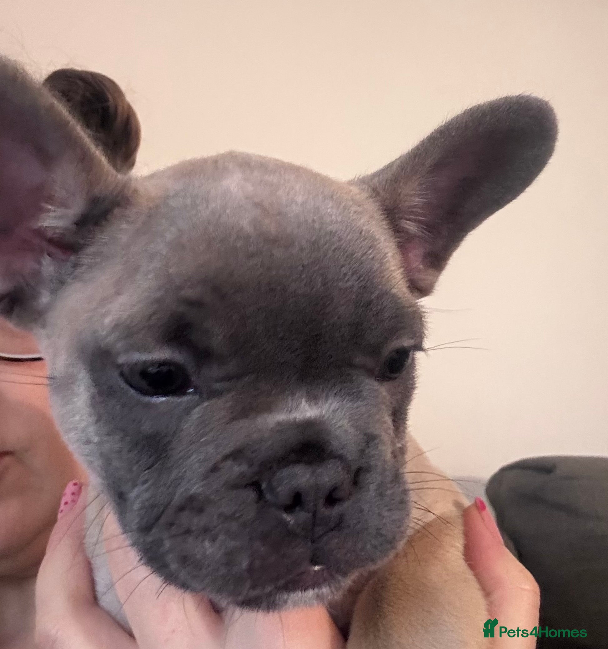 French Bulldog dogs French Bulldog puppies for sale 1 LEFT  - Advert 1