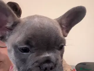 French Bulldog dogs French Bulldog puppies for sale 1 LEFT - Advert 2