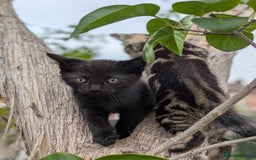 European cats for sale: Beautiful, friendly and playful kittens - Image 27