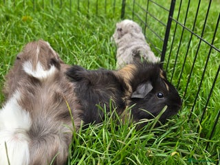 Guinea Pig rodents - Advert 2