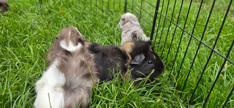 Guinea Pig rodents - Advert 1