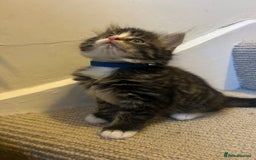 British Longhair cats for sale: Stunning friendly kittens - Image 10