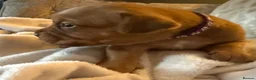 Dogue De Bordeaux dogs for sale: Dogue de Bordeaux  - Advert 6