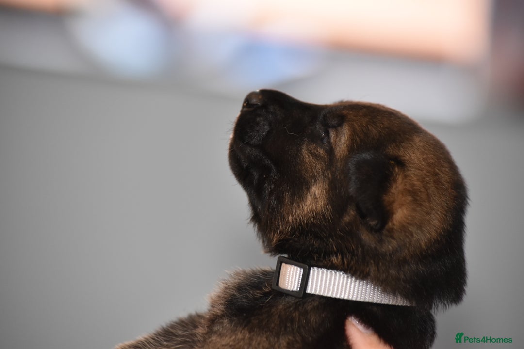 Mixed Breed dogs for sale: GSD × Dutch Herder – Top European Working Lines - Advert 25