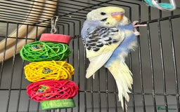 Budgerigars birds for sale: Baby Budgies  - Image 7