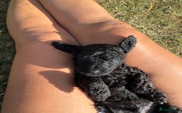 Miniature Poodle dogs for sale: DNA Health tested.Miniature KC Poodle Puppies - Image 15