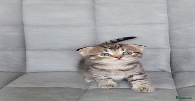 Scottish Fold cats - Advert 1