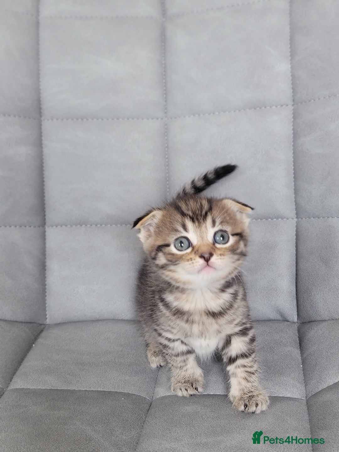 Scottish Fold cats for sale: Healthy and beautiful Scottish fold kittens - Image 3
