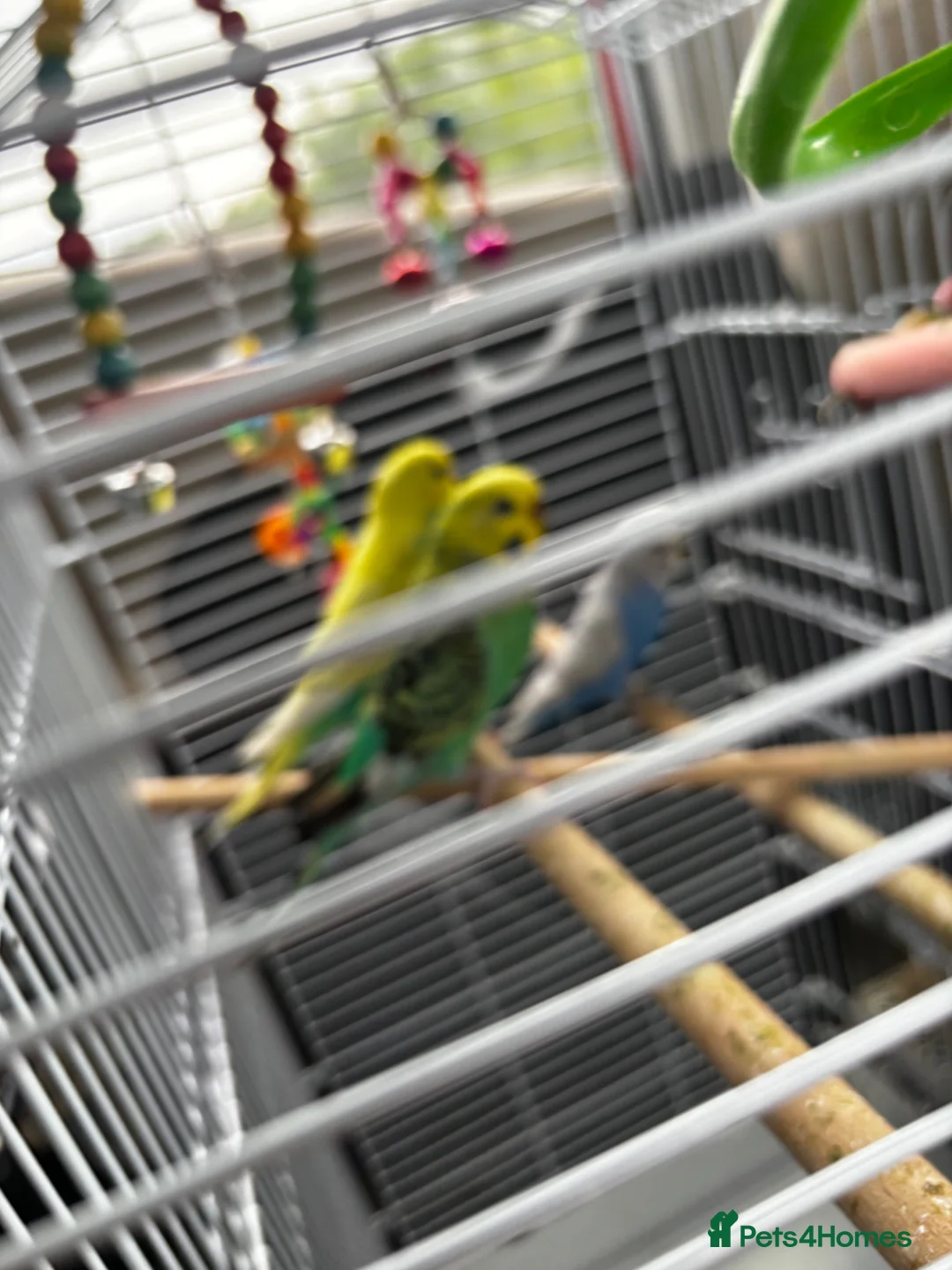 Budgerigars birds for sale: One beautiful female budgie (CHECK DESCRIPTION) in Rochdale - Advert 2