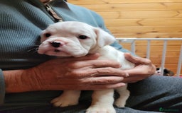 Boxer dogs for sale: KC Registered Boxer Puppies - Image 23