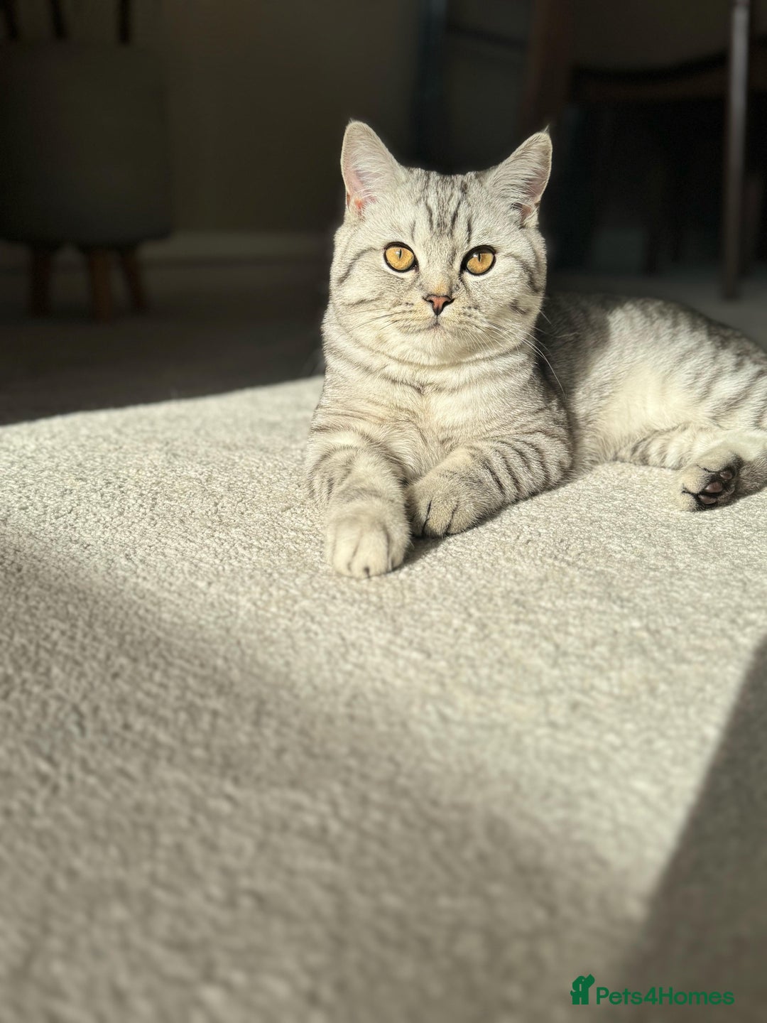 British Shorthair cats for sale: British Shorthair silver tabby  - Image 2