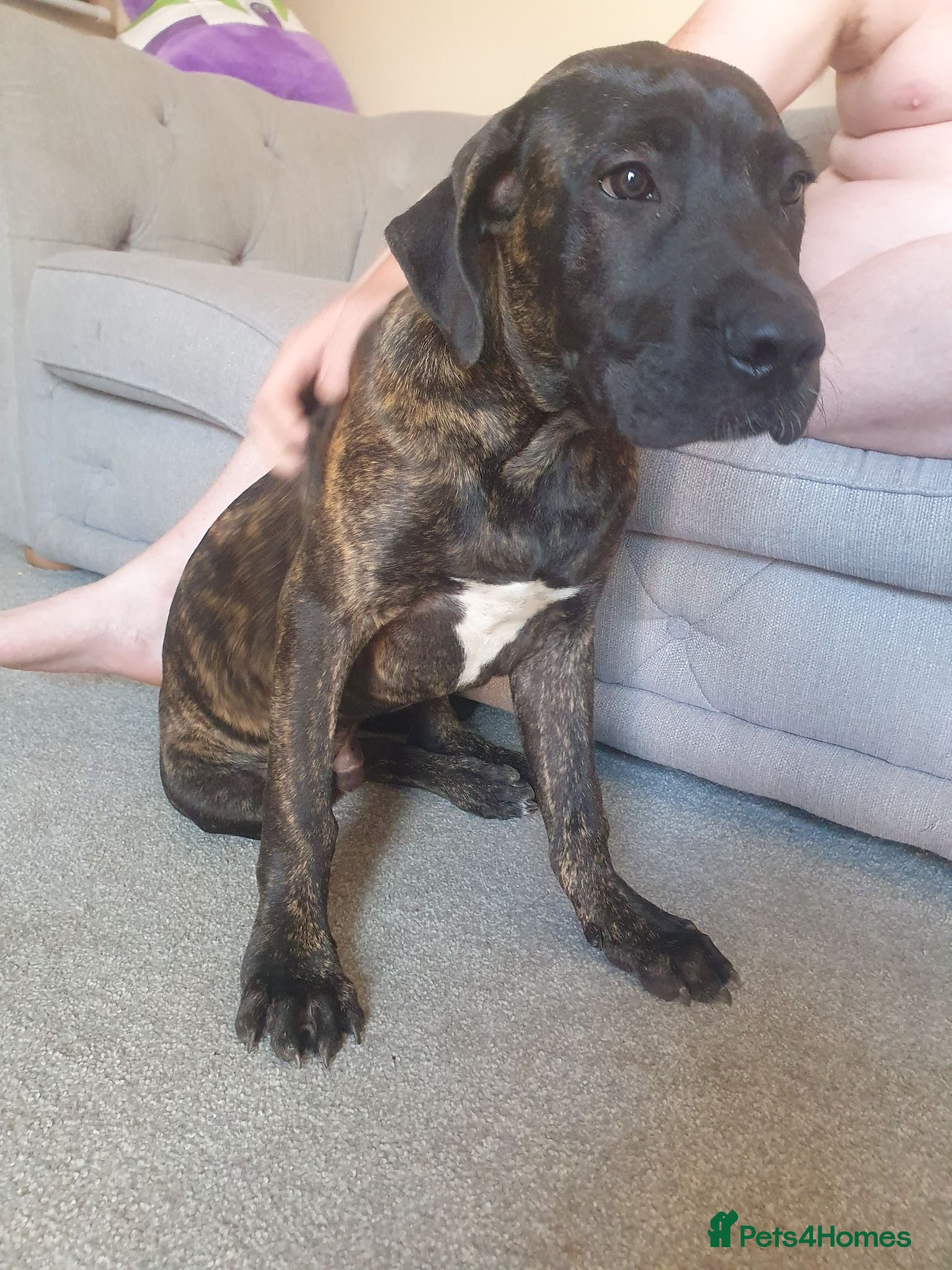 Cane Corso dogs Male cane corso - Advert 1