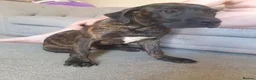 Cane Corso dogs for sale: Male cane corso - Advert 1