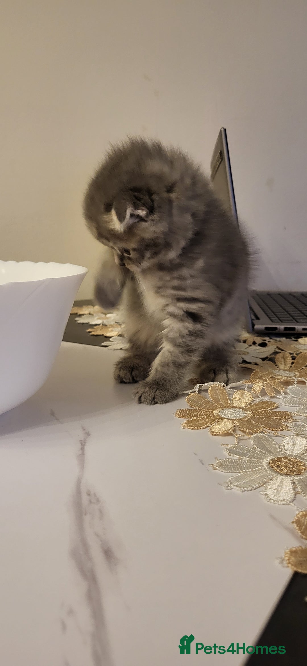 British Shorthair cats for sale: Four amazing boys - Advert 8