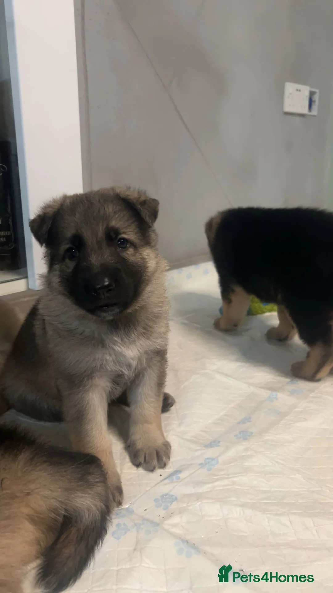 German Shepherd dogs for sale: German shepherd puppies - Advert 6