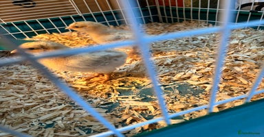 Chickens poultry - Advert 9