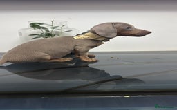 Dachshund dogs for sale: Miniature dachshund - Image 5
