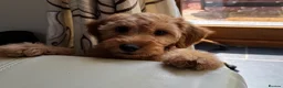 Mini Goldendoodle dogs for sale: Ready Now! Mini Irishdoodle health tested parents  - Advert 15