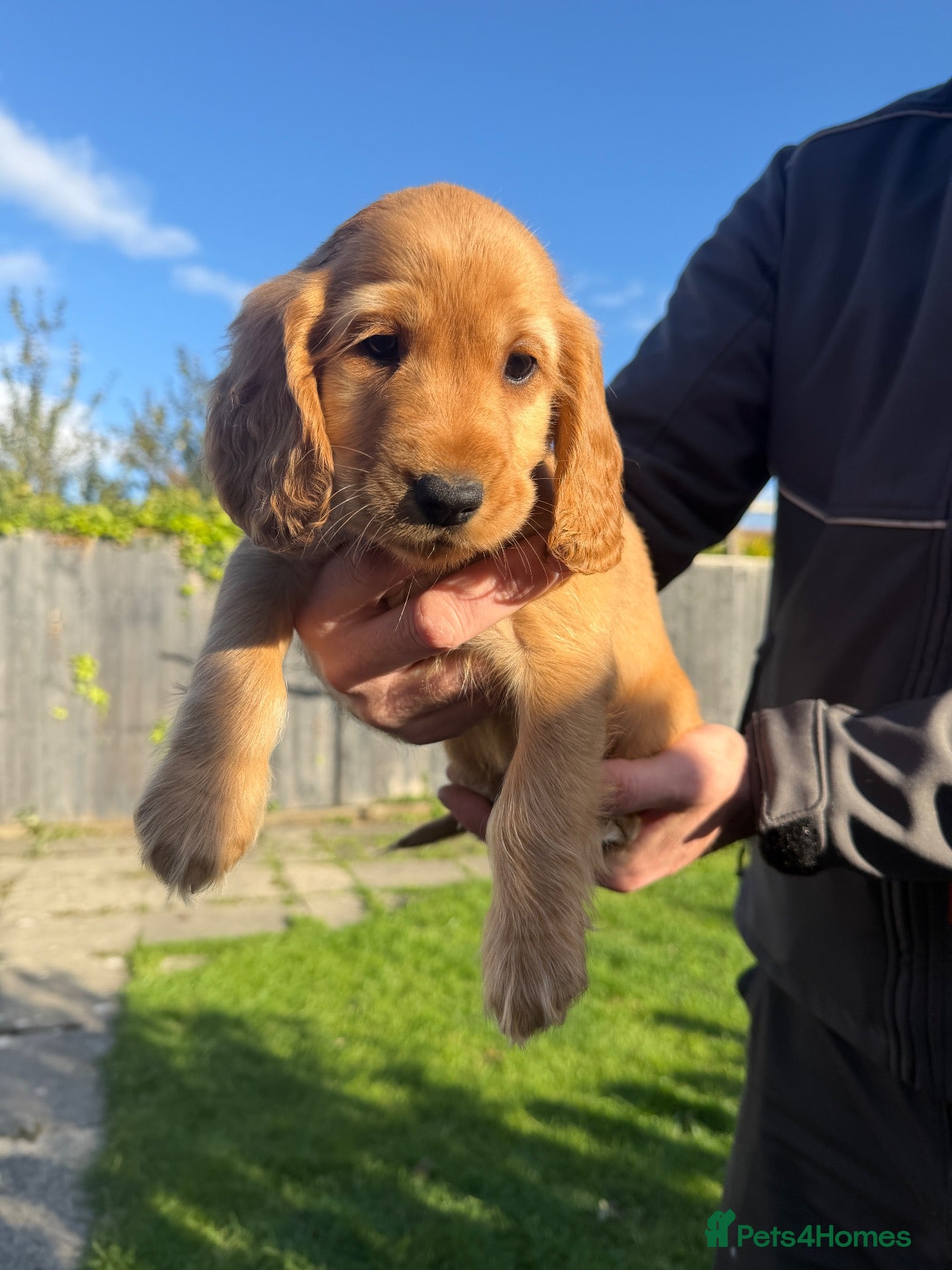 Cocker Spaniel dogs 2 Beautiful Cocker spaniel girl pups left  - Advert 2